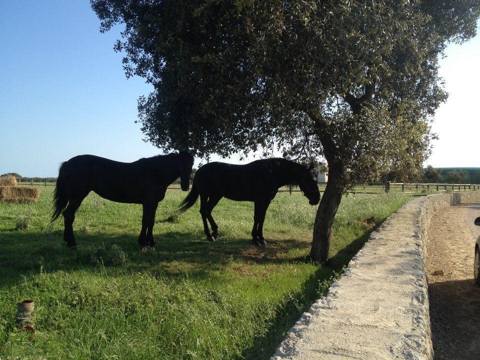 Masseria Autigne オートラント エクステリア 写真